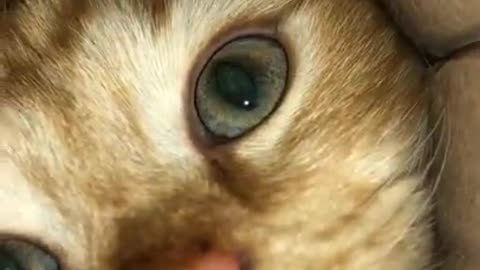 Funny animal clip cat trying to reach camera