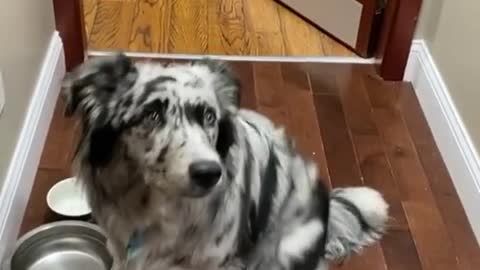 Determined Kitten Tries To Get Dalmatian's Attention