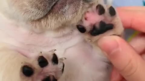 Newborn puppy making cute squeaky sounds