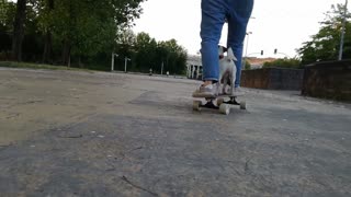 White dog rides skateboard with owner