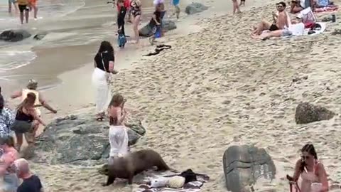 Terrifying moment sea lions charge beachgoers in California