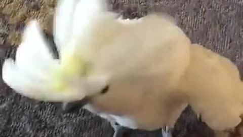 cockatoo playing
