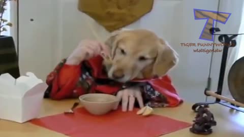 Cats and dogs eating with hands