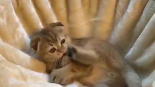 Play Scottish Fold Kitten Goku