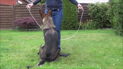German shepherd dog starts rope jumping