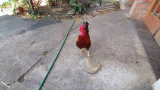 Chicken Defends Its Favorite Rock