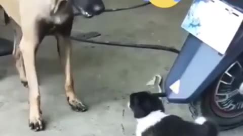 Adorable And Cute Dogs Playing Around