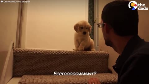 puppy tries to step up the stairs with the help of human being