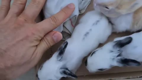 12 Days Later These Newborn Bunnies Opened Their Eyes