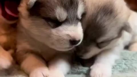 Husky puppies are incredibly adorable🥰