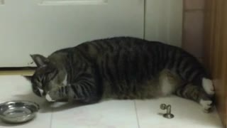 Gato haragán usa su pata para beber agua