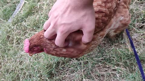 playing with chicken