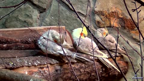 Beautiful Lovebird - Budgies and Cockatiel Birds Playing