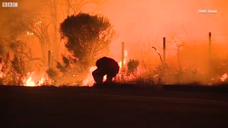 Video of man saving rabbit from wildfire