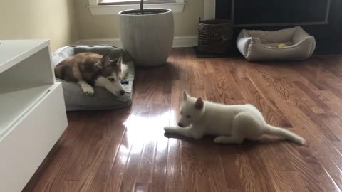 Nova the husky puppy want to share bed with laika