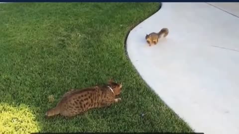 Cat and squirrel. Funny animals.