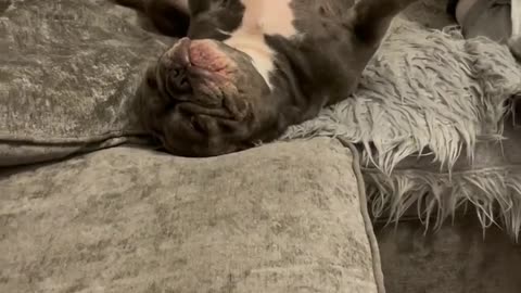 French Bulldog Family nap time