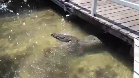 Giant alligators under the bridge