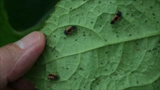 What Ladybug Larvae and Eggs Look Like - Free Aphid Control