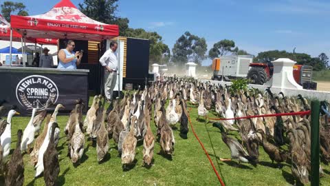 These Running Ducks Hunt Snails For A Chemical-Free Vineyard