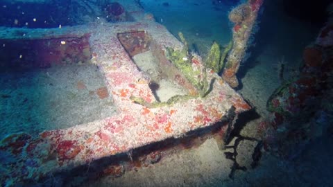 Diver swims inside sunken ship and finds large groups of fish