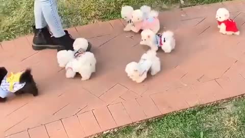 Funny cute puppy videos
