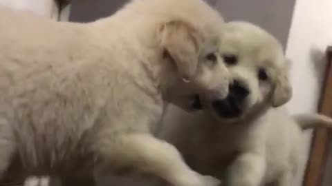 Adorable Golden Retriever Puppy Fights Her Mirror Reflection