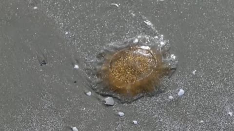 Aparece medusa melena de león varada en una playa de Massachusetts