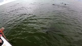 Dolphins Swam up to our Boat Destin FL