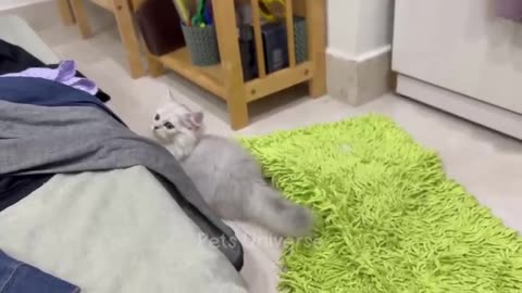 Funny video 📷 kitty 🐈