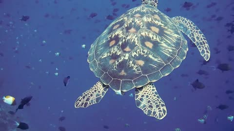 Beautiful Tortoise Underwater