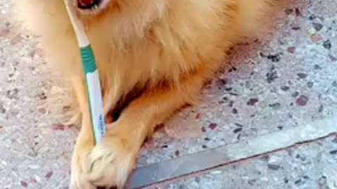 Dog love Brushing the teeth