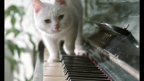 Cat playing piano