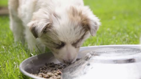 A cute little puppy eats dry dog food from a bowl on grass - closeup