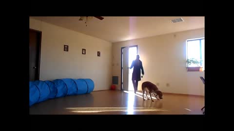 Curing Dog’s Jumping