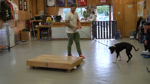 how to train dogs [basic tricks]