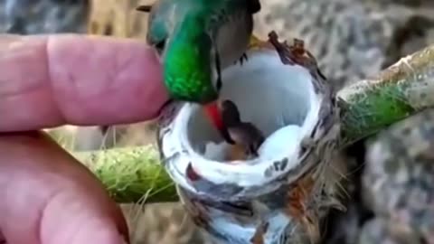 Feeding baby hummingbirds