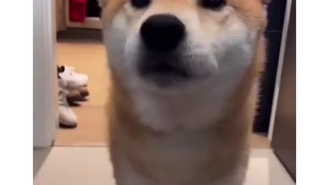 Cute dog's acting 10/10