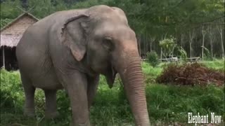Elephant Looking For Food On The Ground
