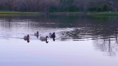 Ducks swimming across Pond
