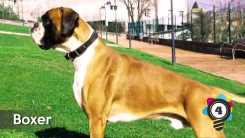 Terrifying Most dangerous dog breeds on the earth