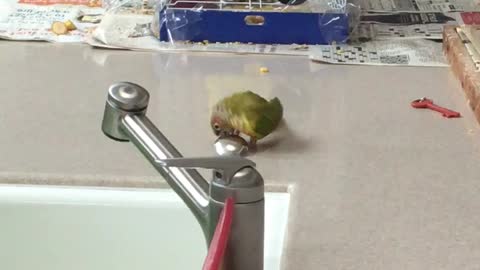 Parrot drags spoon all over kitchen counter