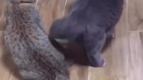 Watch the cat's jealousy and hatred in a strange way.