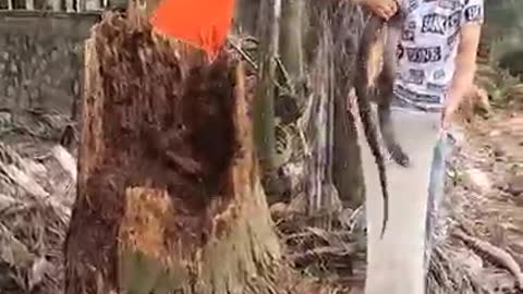 snake inside a tree trunk