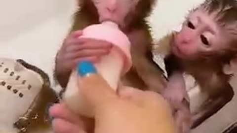 Baby monkey is taking a shower🚿🛁🐒😆
