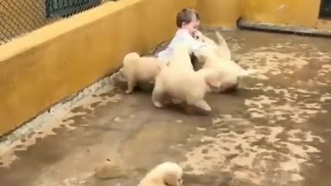 Cute boy playing with little puppies