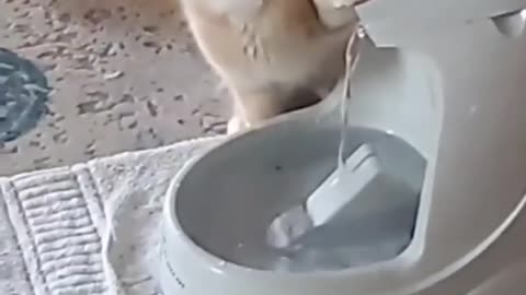 Cat drink water