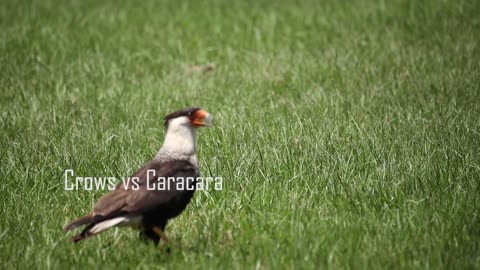 Crows Chase Caracara out of Neighborhood