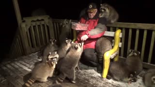 Raccoons Mob A Man