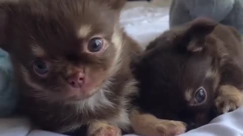 Puppies lick each other and play on the bed. Very enjoyable